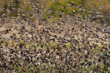 Schwarm Blutschnabelweber, Etosha Nationalpark, Namibia