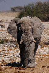 Fototapeta na wymiar Elefant, Etosha Nationalpark, Namibia