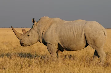 Rhinocéros blanc dans la savane, Etosha National Park, Namibie