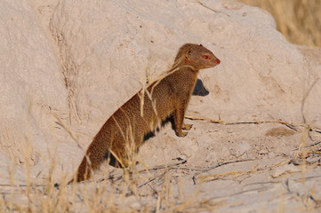 Zwergmanguste auf Termitenhügel, Etosha Nationalpark, Namibia