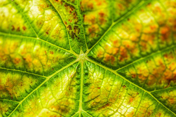 Texture of a vine leaf