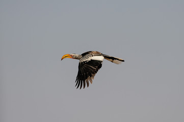 Gelbschnabeltoko im Flug, Etosha Nationalpark, Namibia