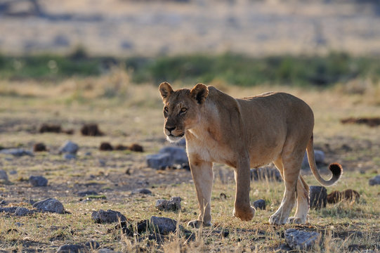 Löwin im Gegenlicht, Etosha Nationalpark, Namibia