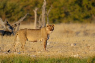Löwin halt Ausschau, Etosha Nationalpark, Namibia