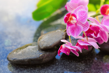 Naklejka na ściany i meble Black spa stones and pink orchids. Wellness background.