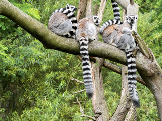 Group Ring-tailed Lemur, Lemur catta, on the tree
