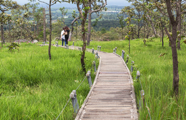 long concrete curve pathway crossing meadow with siam tulip flowers growth in topical forest at...