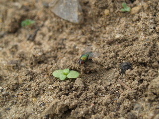Blowfly