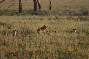 Naklejka na ściany i meble Hyena Kenya Africa savannah wild animal mammal