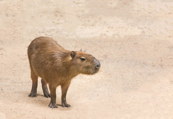 Capybara ( hydrochoerus hydrochaeris ) standing  in nature