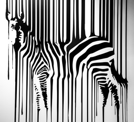 Fototapeta zebra obraz