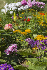 Viele bunte Sommerblumen