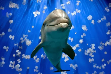 Fototapeten dolphin underwater on reef close up look © Andrea Izzotti