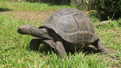 Fototapeta premium Large turtle on green grass.