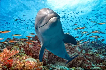 Foto op Plexiglas Dolfijn dolfijn onderwater op rif close-up kijken
