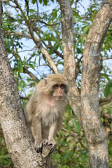 Monkey - 167360667
