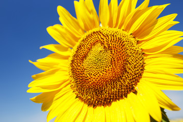 Beautiful sunflower flower against blue sky on farm field.