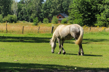 Obraz premium One white horse grazing on the green grass in the countryside