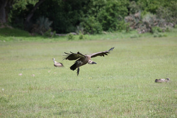 Obraz na płótnie Canvas Wild Griffon Vulture Africa savannah Kenya dangerous bird