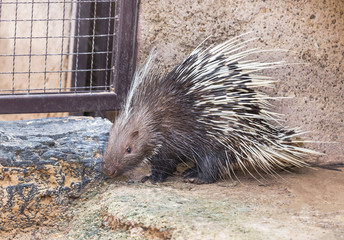 Malayan porcupine, Himalayan porcupine, Large porcupine with prickle.