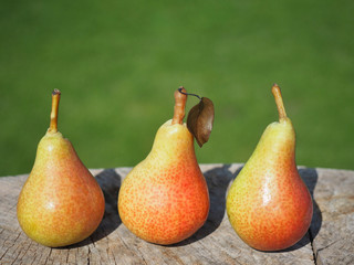 Healthy organic pears on piece of wood in garden. Green grass on background.