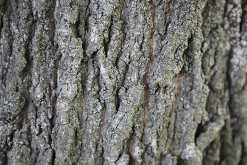 Bark texture