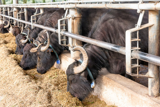 Buffalos