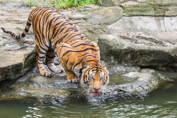 Fototapeta premium Bengal tiger be thirsty crouch drinking water in the lake
