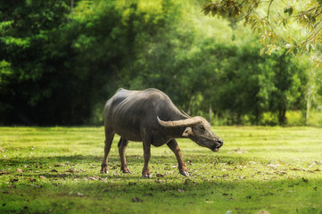 Thailand buffalo in green field countryside