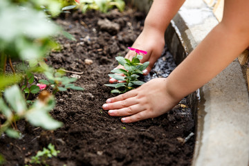 Children hands around green young flower plant.