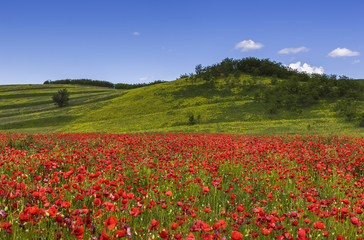 Wild poppy fields