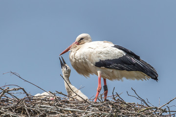 storch im nest