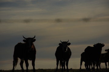 Vacas y atardecer