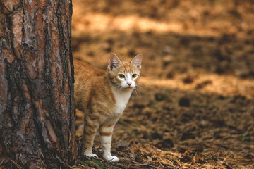 red cat in the forest - 167363274