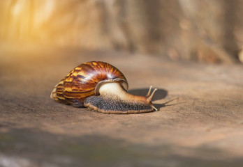 Snail crawling on wooden texture in garden on rainy season		