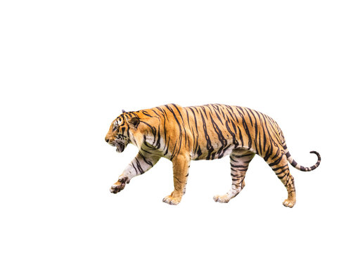 Bengal tiger walking isolated on white background 