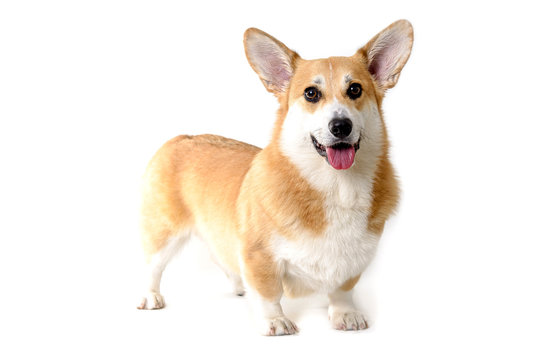 dog welsh corgi standing on white background