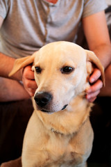 Dog is resting for man owner petting and scratching his pet, closeup. Yellow labrador retriever dog feel happy while his owner pampering. Lovely dog, cute doggy, pretty, pet, domestic animal, pets.