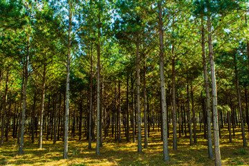 Paisajes con árboles y verde