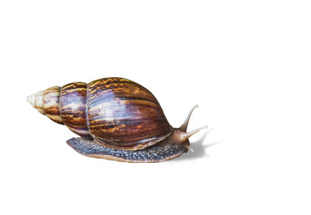 Snail crawling isolated on white background 