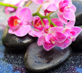 Fototapeta na wymiar Pink orchids and black stones .Wellness background.
