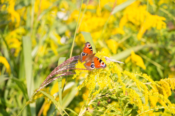 Nahaufnahme Tagpfauenauge Schmetterling