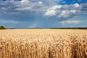 Summertime landscape - wheat field against the sky with clouds and a rainbow
