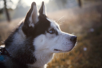 Portrait of Siberian Husky outdoors in autumn