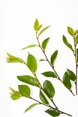 Fototapeta premium Green branch with leaves.