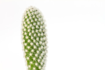 Close up cactus plants on white
