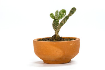Close up cactus plants on white