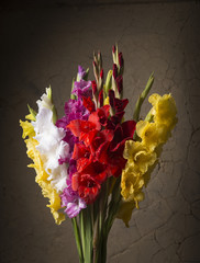 Beautiful gladiolus on wooden background