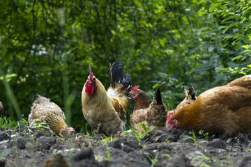 rooster and a few chickens provide food in the midst of greenery