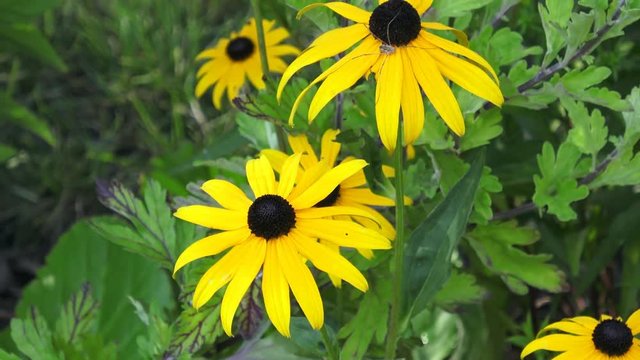 Yellow Rudbeckia Fulgida flowers in a garden
